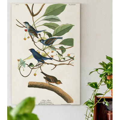 " Pl 74 Indigo Bird "