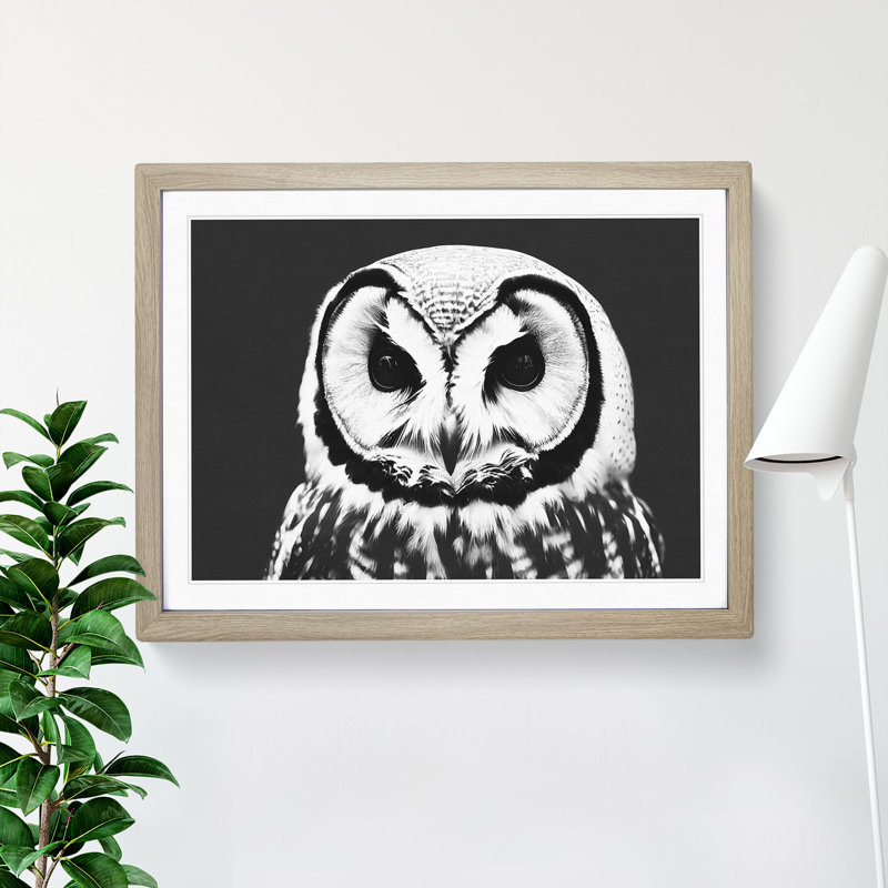 XH1022-6549X Owl Portrait Monochrome Vol.1 - Single Picture Frame Print, 46cm H x 64cm W, Grey