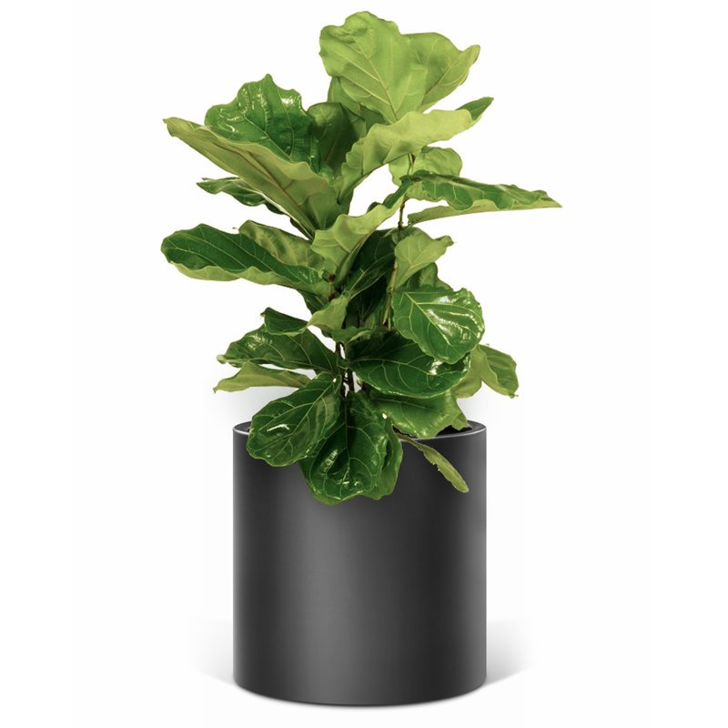 Ceramic Planter