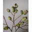 Artificial Eucalyptus Pods 24.5"