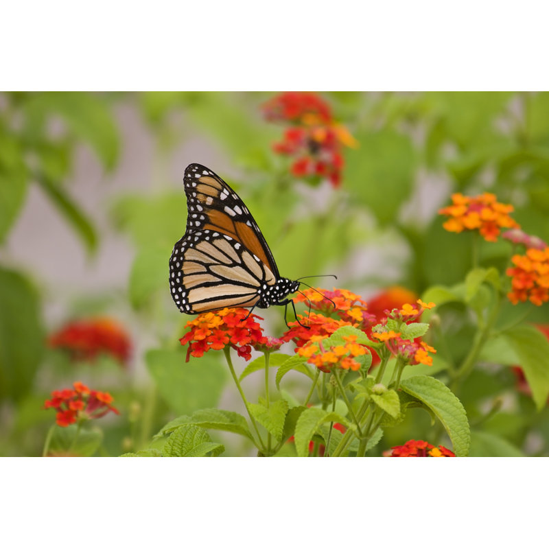 Stunning Monarch Butterfly by JillLang - Wrapped Canvas Print, 81cm H x 122cm W x 3.8cm D
