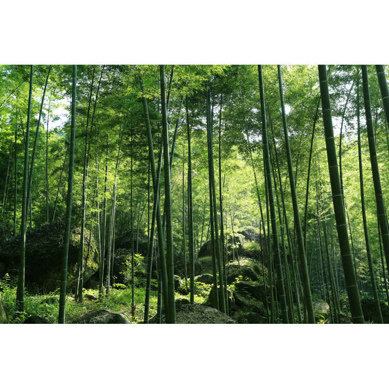 Hockingport Bamboo - Wrapped Canvas Print, 30cm H x 46cm W x 3.8cm D