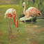 Flamant II - reproduction d'art sur toile-31173173