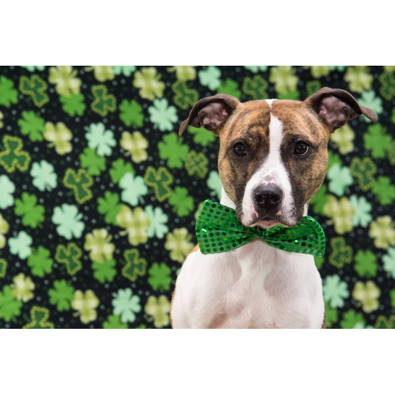 St. Patrick's Day - Wrapped Canvas Print, 30cm H x 46cm W x 3.8cm D