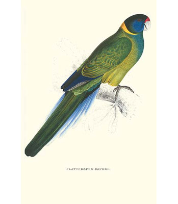 " Bauer " by Edward Lear