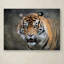 Vidur «Bengal Tiger», reproduction d'impression sur toile tendue-22069095