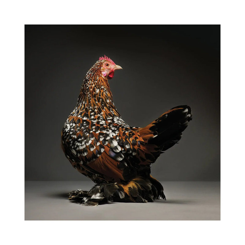 Mille Fleur Booted Bantam by CHICken - Wrapped Canvas Print, 45.72 cm H x 45.72 cm W x 1.91 cm D