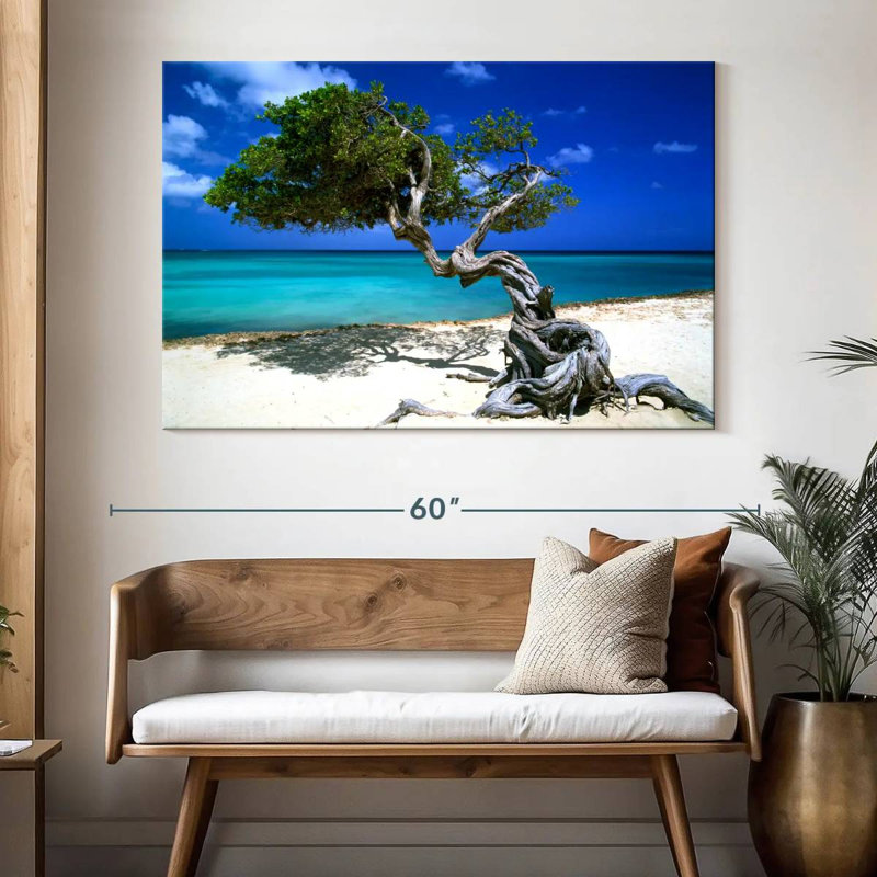 Divi Divi arbre Aruba Petites Antilles, H 34 po x l 51 po