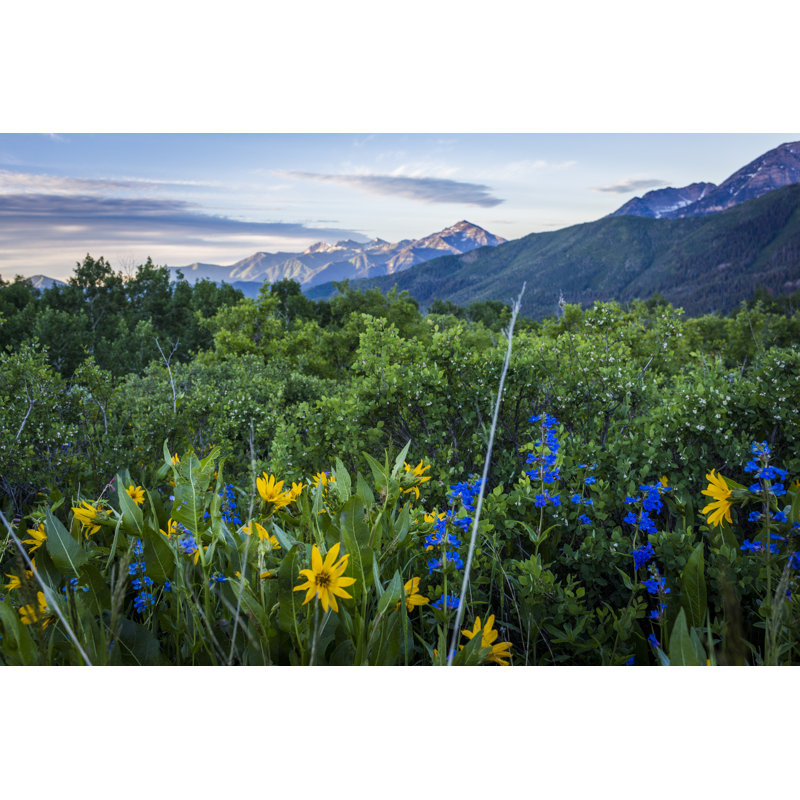 Wildflowers by HilaryGardinerPhotography - Wrapped Canvas Print, 30cm H x 46cm W