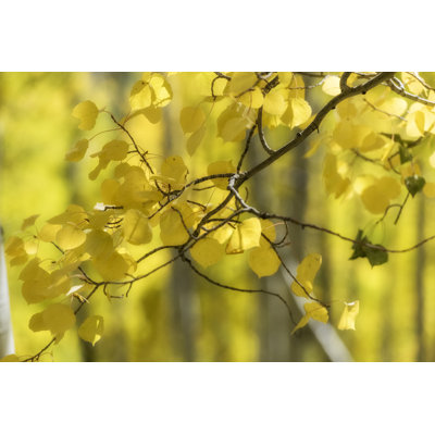 Aspen Backlight by Danny Head - Photograph