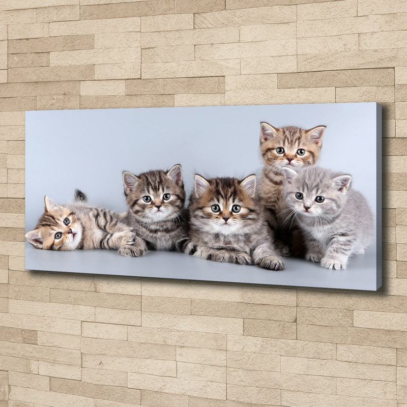 Five Cats - Wrapped Canvas Print