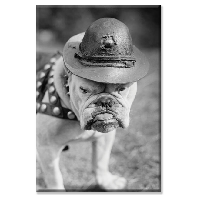 « le corps de la marine mascotte ressemble à l’instructeur moyen », reproduction de photo, H 36 po x l 24 po x P 1,5 po