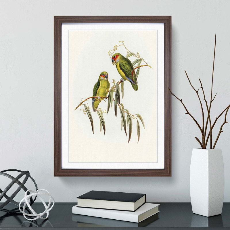 Coxen's Parakeets by Elizabeth Gould - Picture Frame Painting Print, Walnut Framed, 48cm H x 36cm W x 2cm D