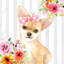 Chihuahua, art sur toile beige avec cadre encadré