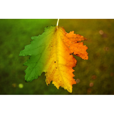 Leaf In Four Seasons by RADsan - Wrapped Canvas Print
