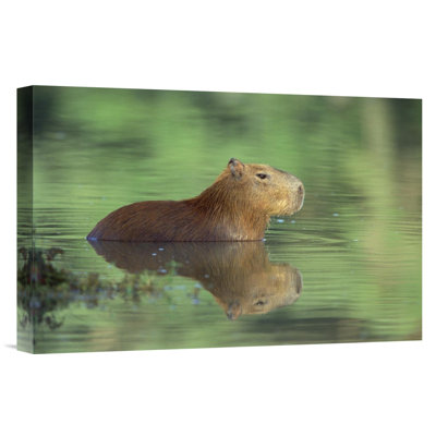 " Brazil Pantanal 'Capybara Wading' "