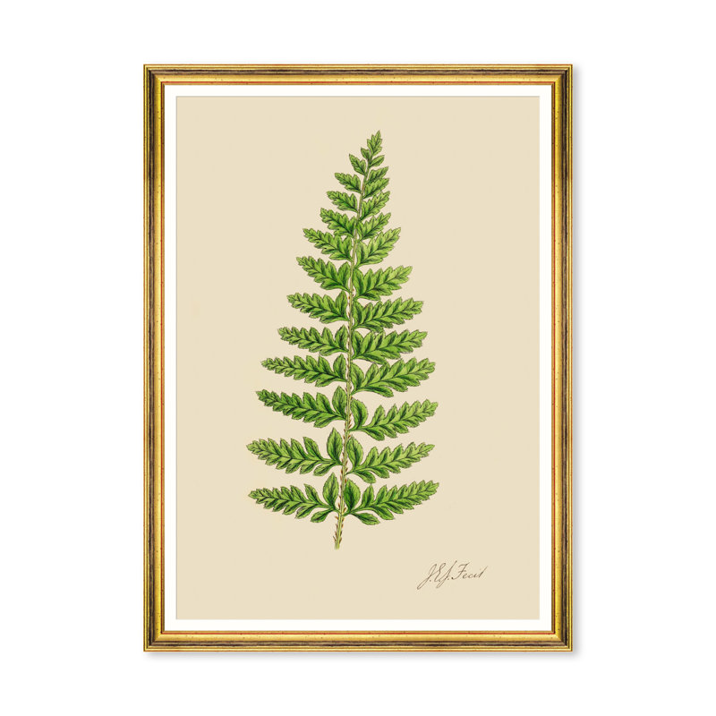 FERNS II