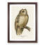 Short-Eared Owl by Von Wright - Picture Frame Painting Print-55764546-55764548