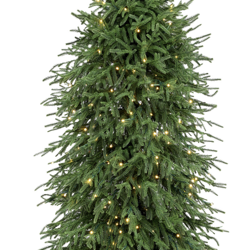 Arbre Norfolk 5 '3m