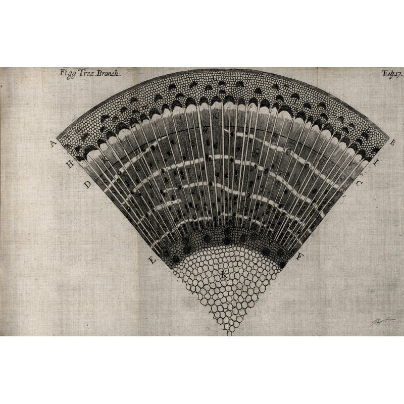 Tree Fan II by John Butler - Wrapped Canvas Print, 30cm H x 46cm W x 3.8cm D