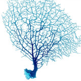 Blue Seafan Coral III Print by Sofia Fox
