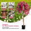 135cm Faux Flowering Tree in Pot