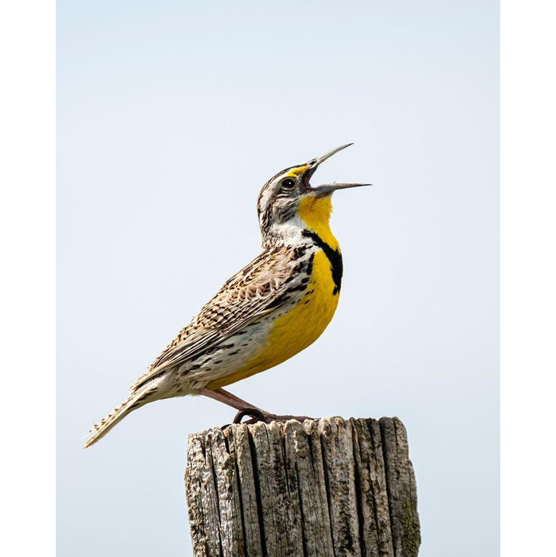 Hokku Designs, Theodore, George, reproduction d'art sur toile tendue: Meadowlark, oiseau, H 44 po x l 36 po