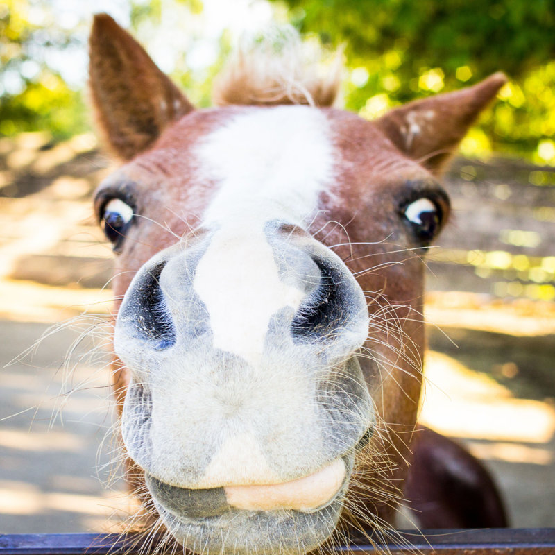 «Maurili Funny Horse», photographie sur toile tendue, H 12 po x l 12 po