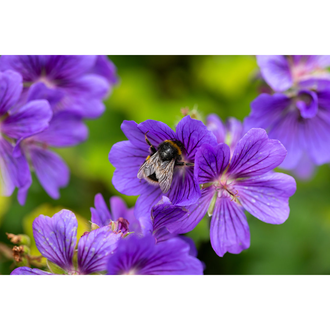 Hummel füttern - Leinwandfoto