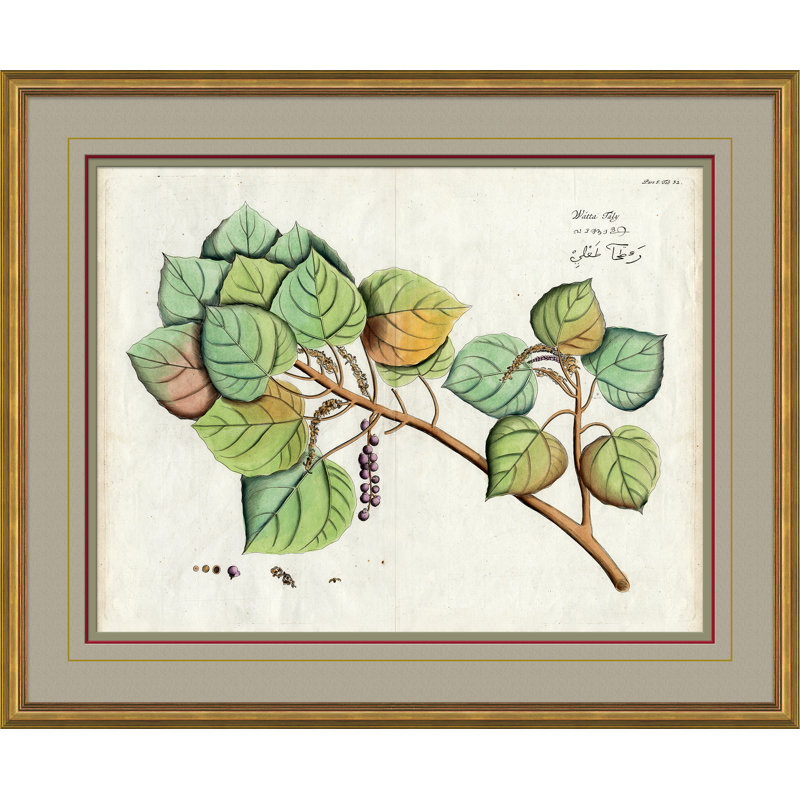 Malaberica Leaves In Color 6 Giclee Print