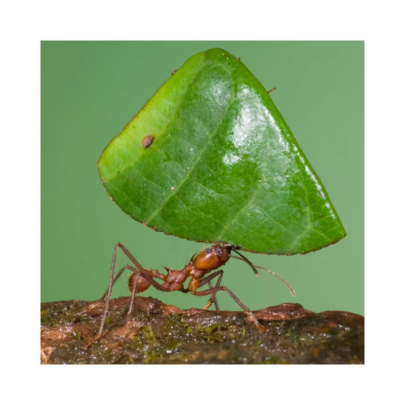 Leafcutter Ant Carrying Leaf, Costa Rica I by Steve Gettle - Wrapped Canvas Print, 93.98 cm H x 93.98 cm W x 1.91 cm D