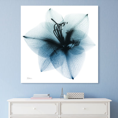 «Glacial Amaryllis» par Albert Koetsier - reproduction de photo sans cadre sur verre