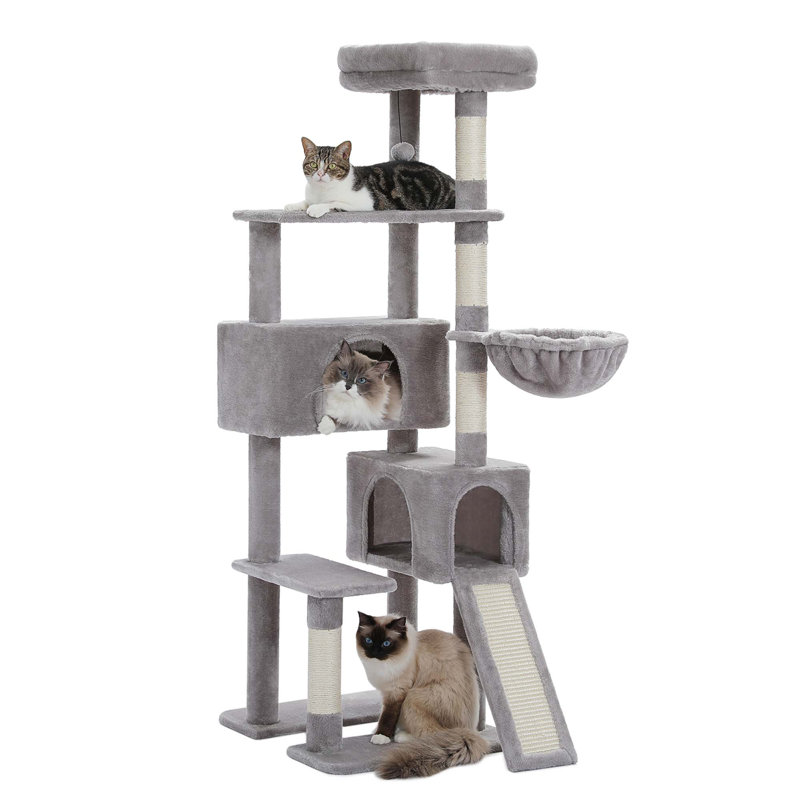 Grand arbre à chat, Gris