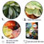 Multicolore succulent minimalisme minima - décoration murale succulente-324887055-324887058