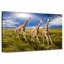 Trois girafes en course-256723816