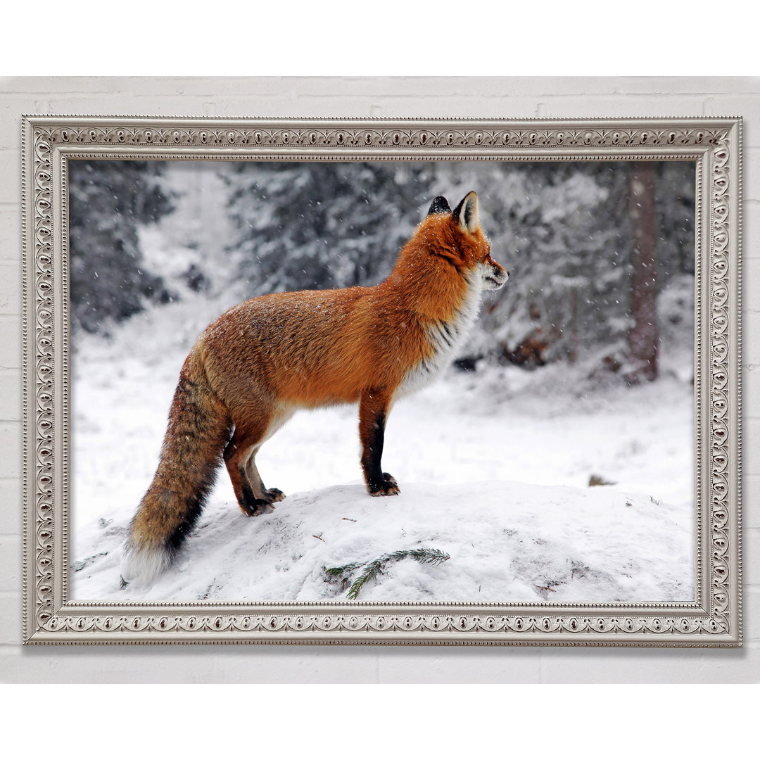 Winter Snow Fox - Einzelner Bilderrahmen Kunstdrucke