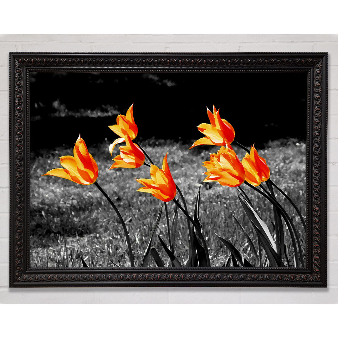 Orange Tulpen auf B N W - Einzelne Bilderrahmen Kunstdrucke