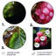 Lustrous Raspberry Radiance II - fruits, art mural en métal-1121836284