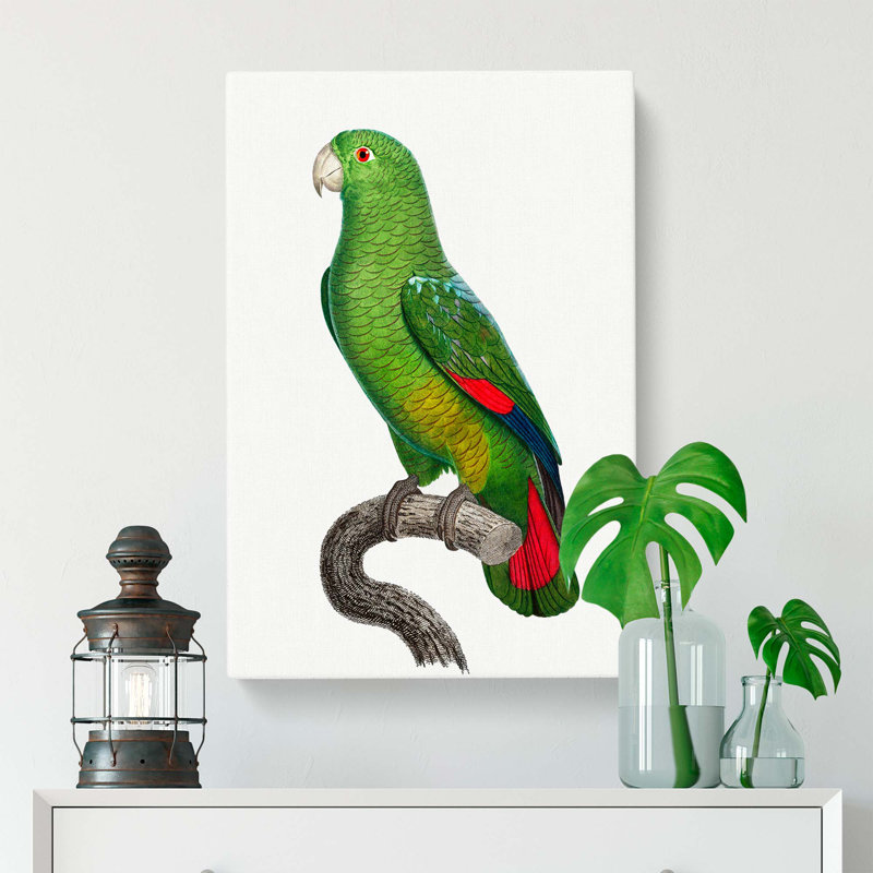 Black-Billed Parrot by F. Levaillant - Wrapped Canvas, 50cm H x 35cm W x 3cm D