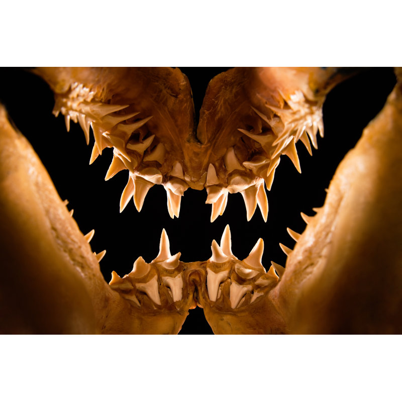 Mako Shark Jaws par Apomares