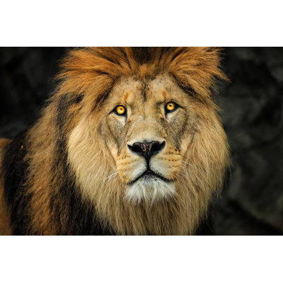 Lion - photographie sur toile tendue