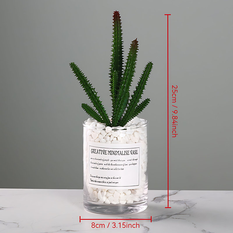 Plante grasse 9,84 po