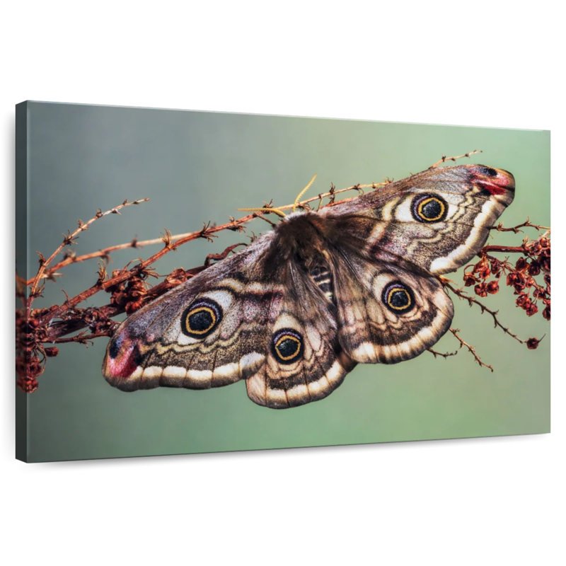 Crowle Emperor Moth, 32" H x 48" W