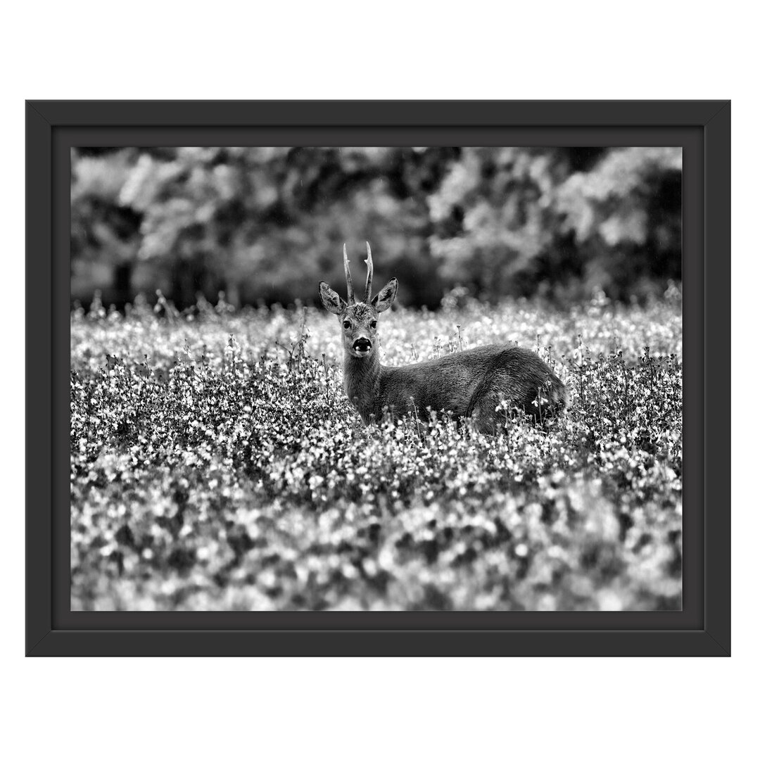 Junger Hirsch in einer Wiese Schweberahmen Fotodruck auf Papier