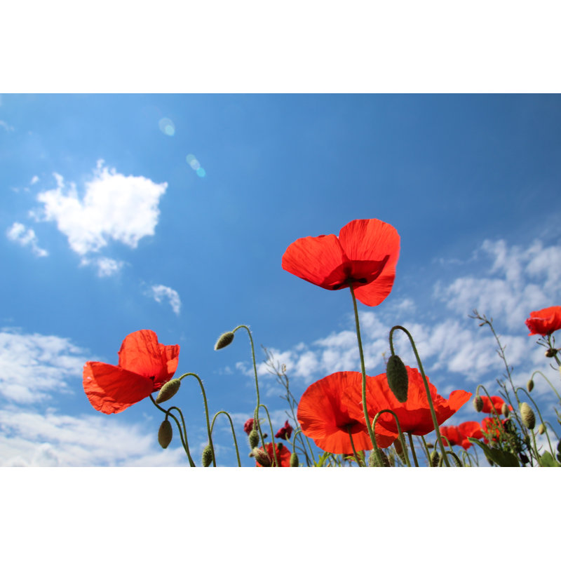 Gerhilde Poppies In Meadow - Wrapped Canvas Print, 61cm H x 91cm W x 3.8cm D