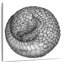Boule de pangolin Brampt-109377034