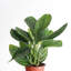 Live Monstera Peru Plant