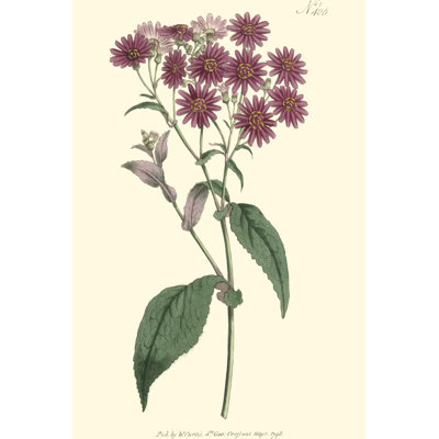 Mauve Beauty I by Curtis - Painting on Canvas