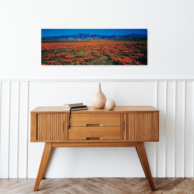 Champ, coquelicots, Antelope Valley, Californie, États-Unis, H 12 po x l 36 po