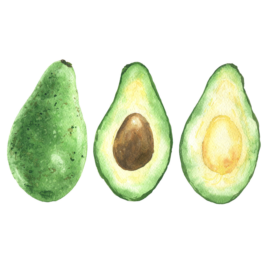 Handgezeichnetes Aquarell Avocado von Vector_ann - Leinwanddrucke